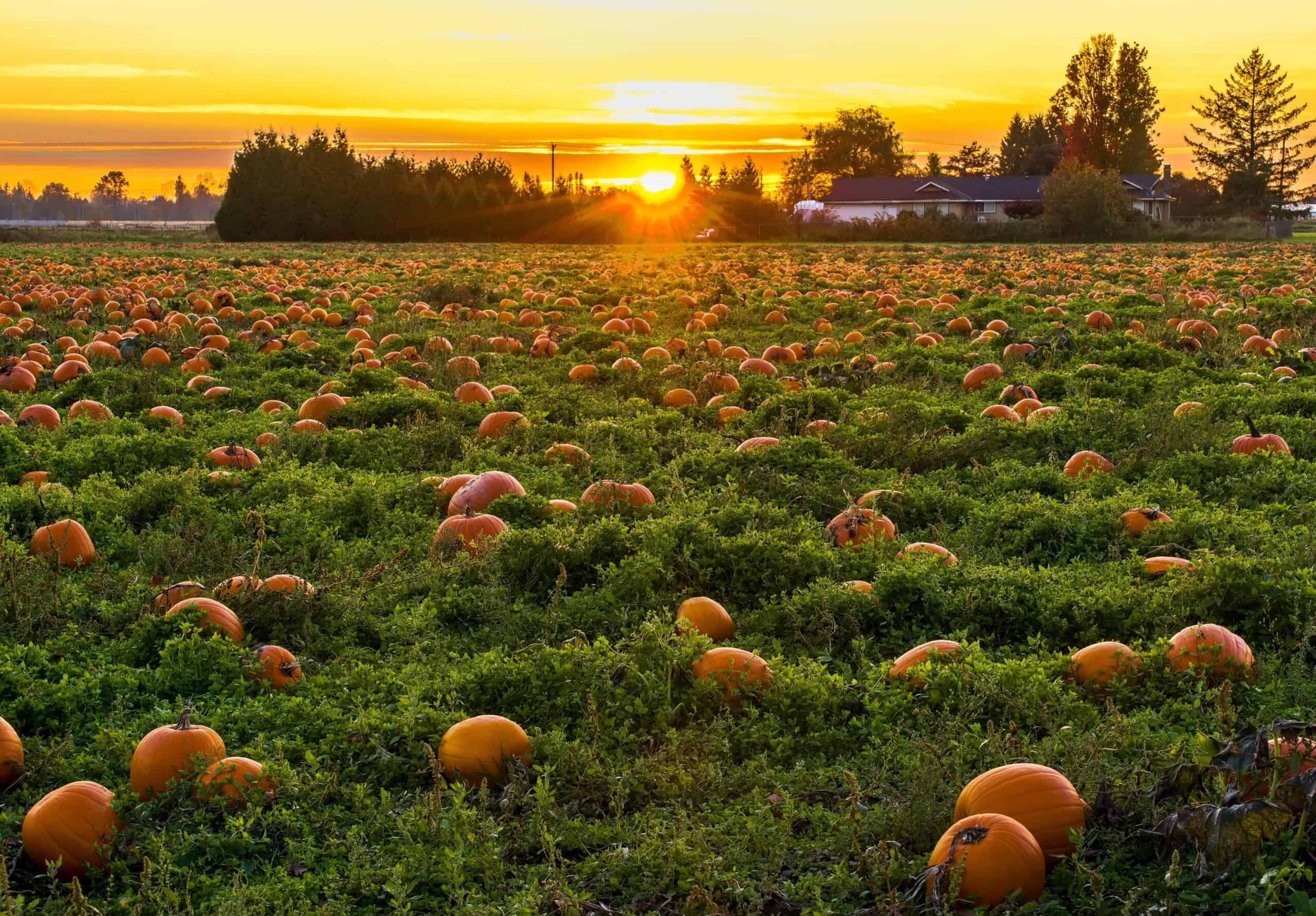 Pumpkin patch best sale sacramento