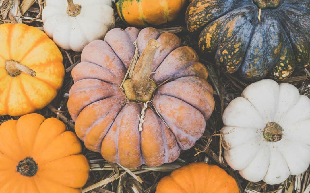 The Best Central & Northern CA Pumpkin Patches & Corn Mazes 2024